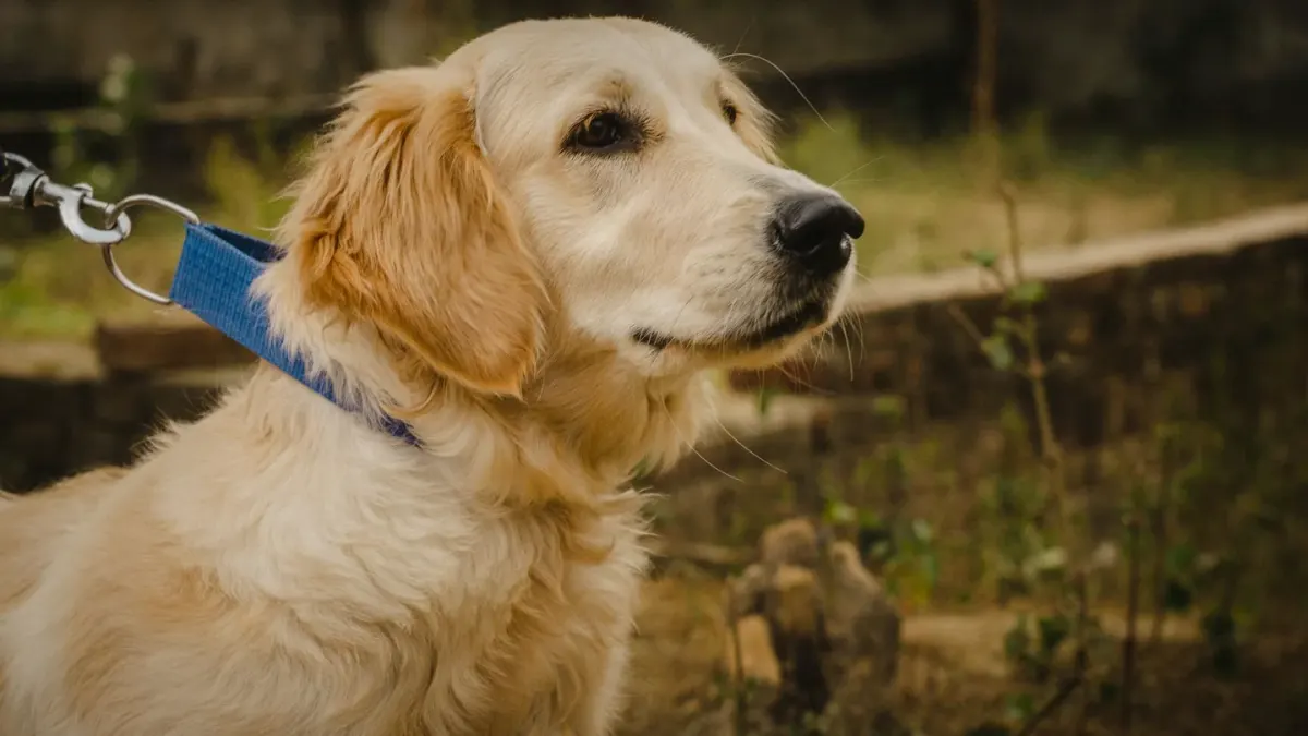 A gray-muzzled golden retriever lying calmly on a dog bed indoors