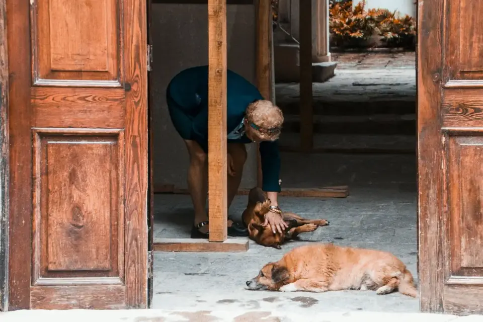 An owner kneeling to check on a senior dog standing near a doorway
