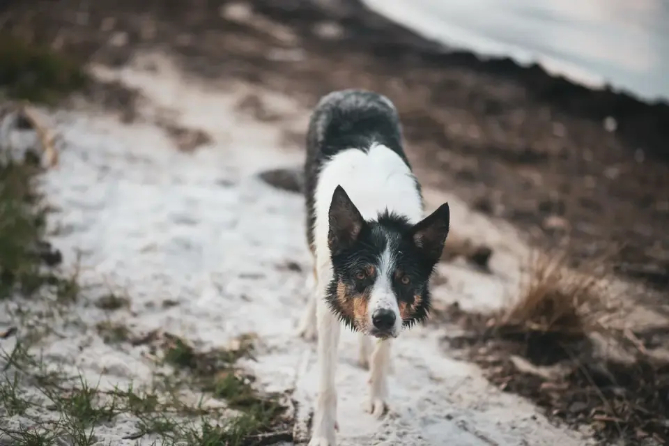 Dog on a ramp