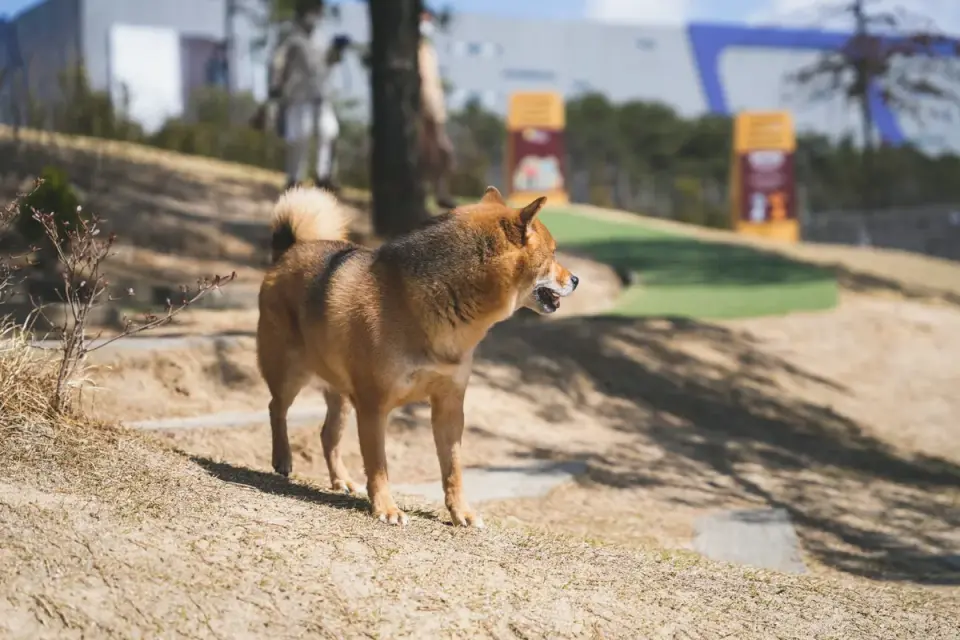 Dog on a ramp