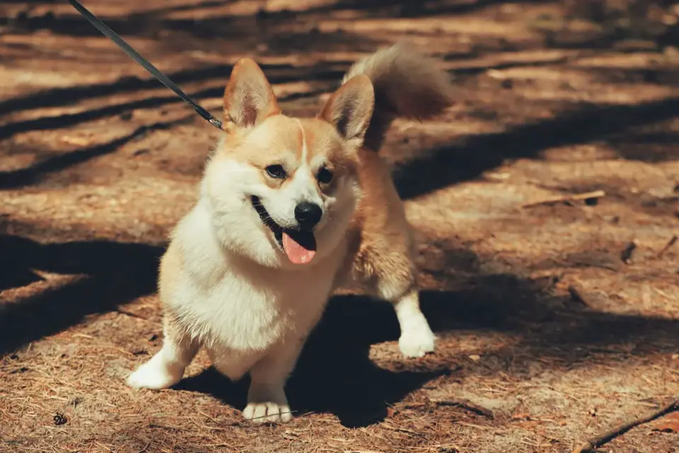 Dog on a ramp