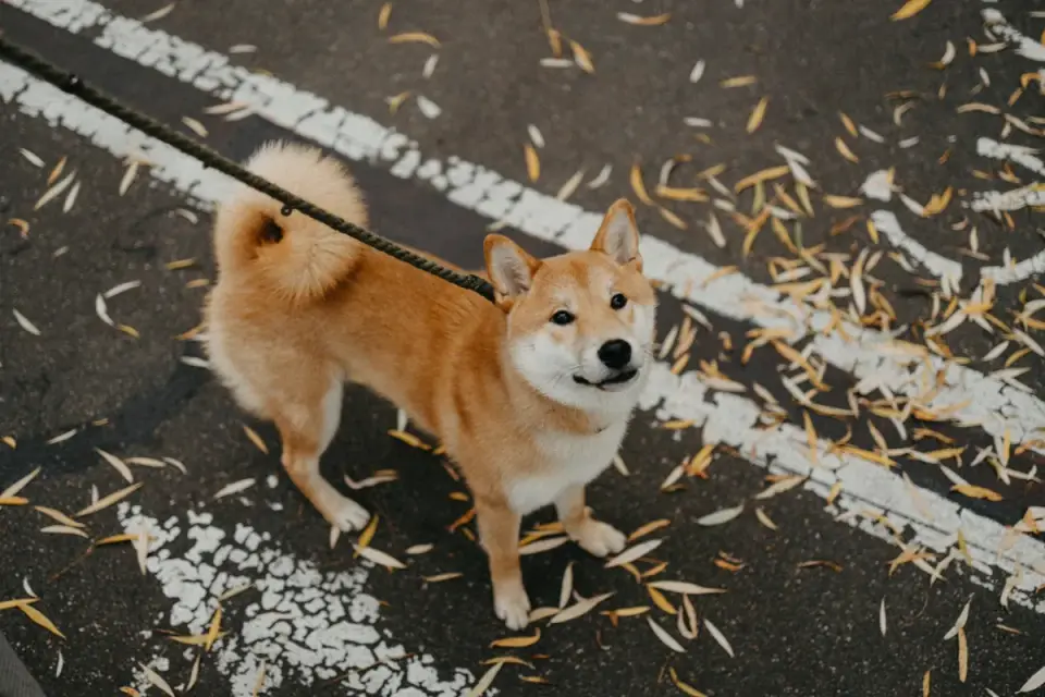 Dog on a ramp
