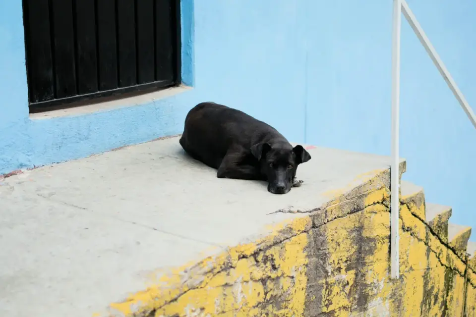 Dog on stairs