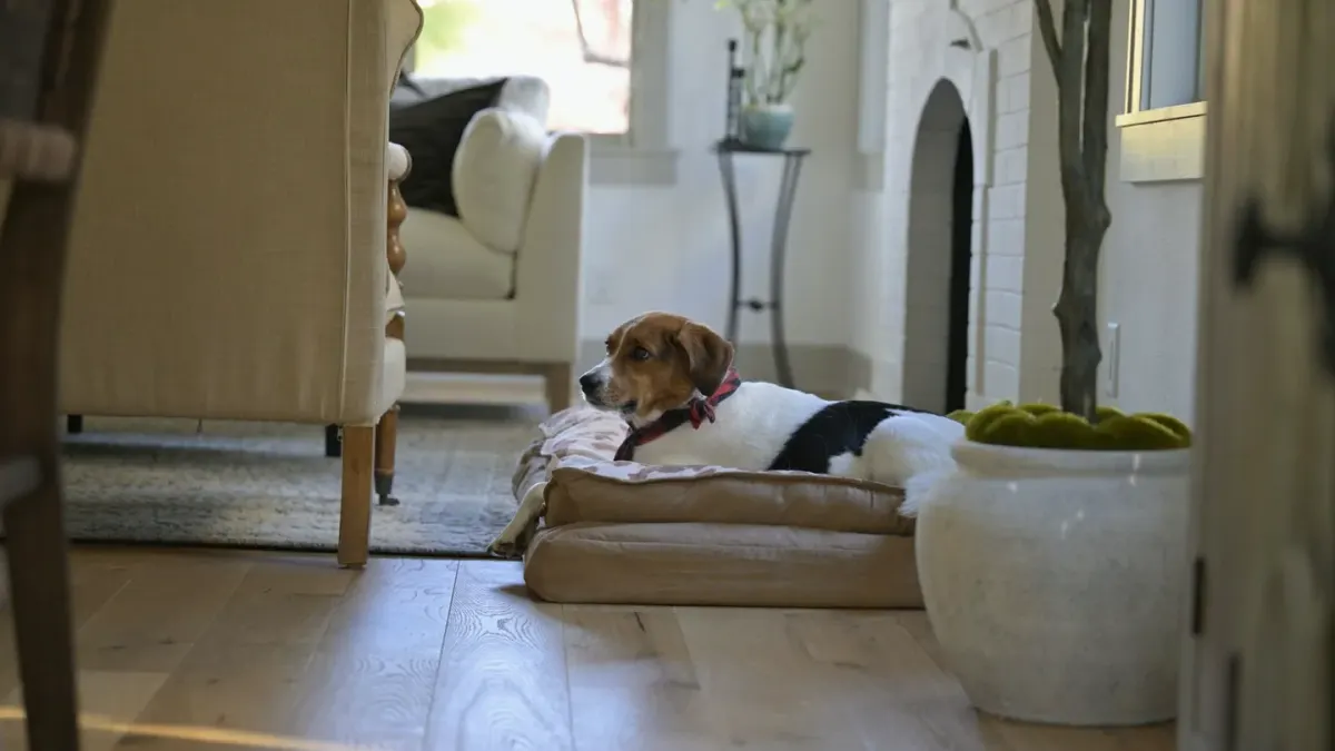 Dog resting at home