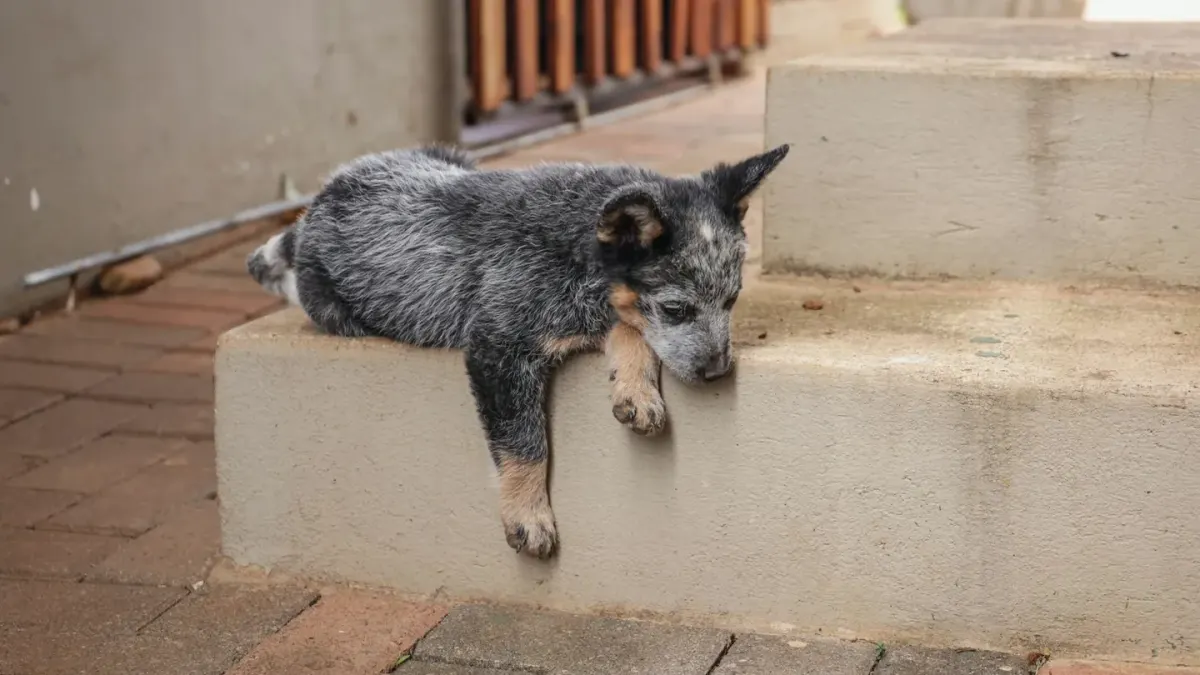Dog resting at home