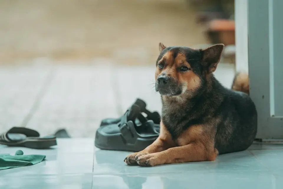 Dog resting at home