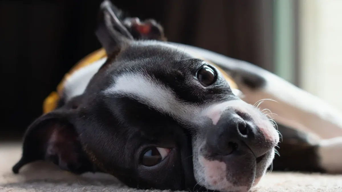 Dog resting at home
