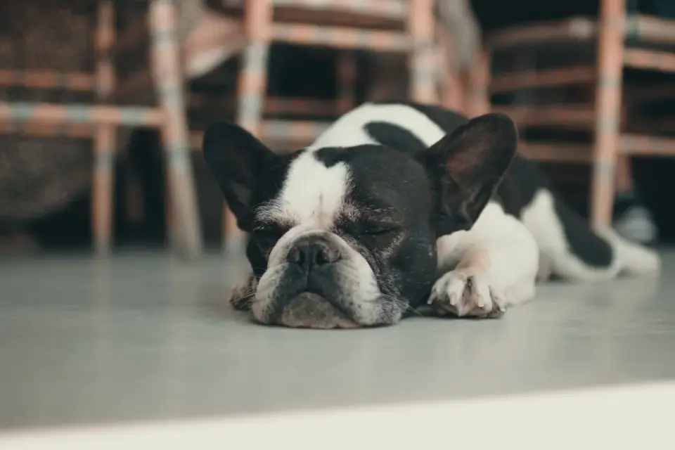 Dog resting at home