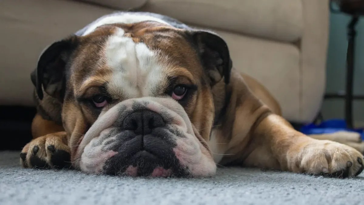 Dog resting at home