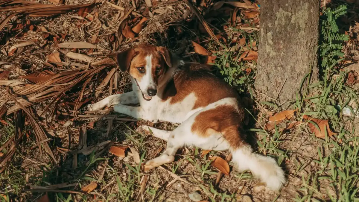 Dog standing up