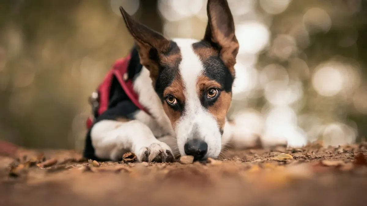 Dog standing up