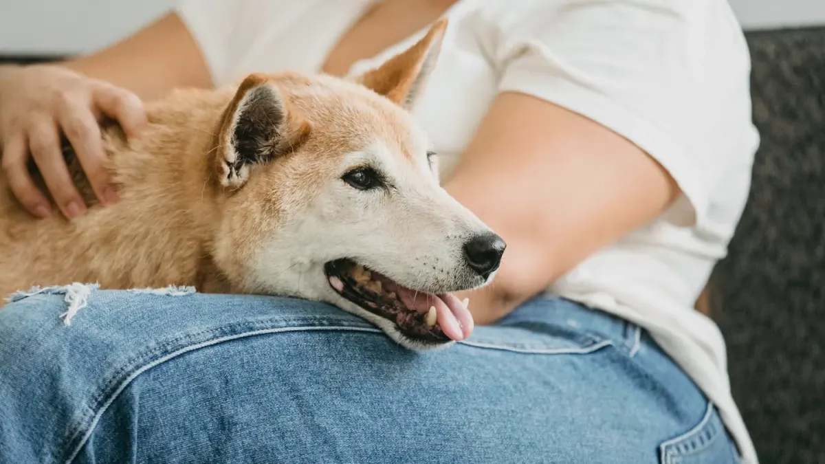 Dog walking with an owner