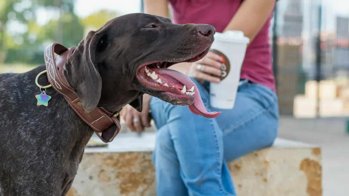 Older dog with an owner in a park