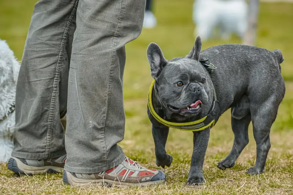 Older dog with an owner in a park