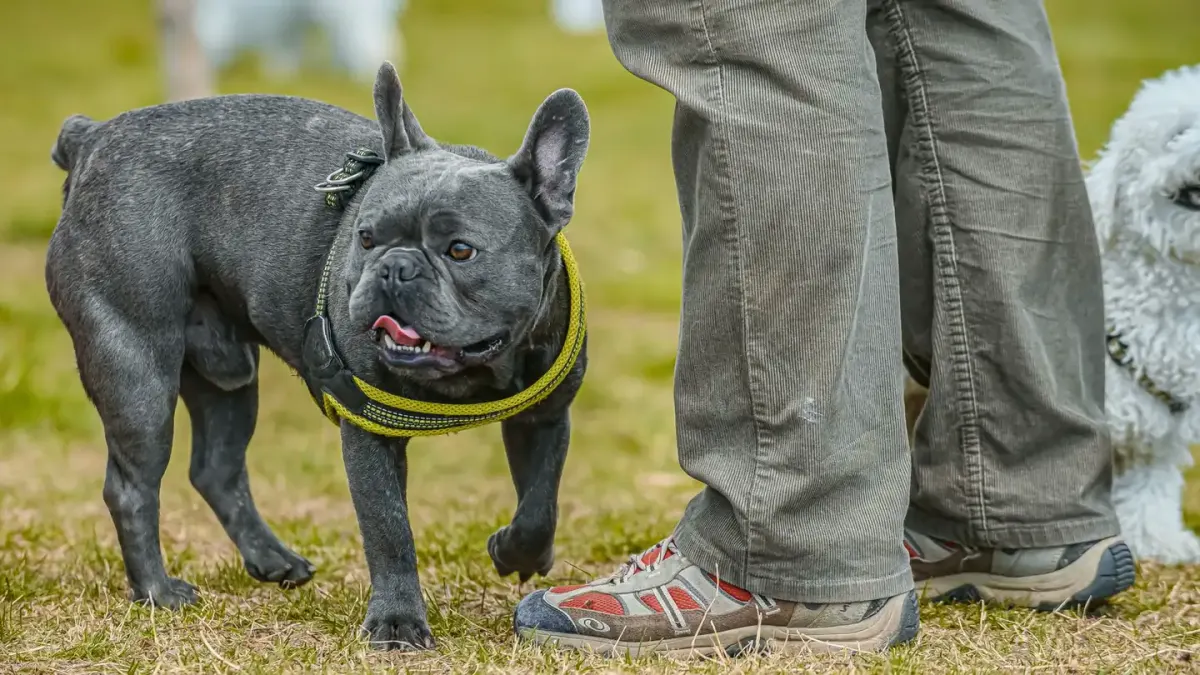 Older dog with an owner in a park