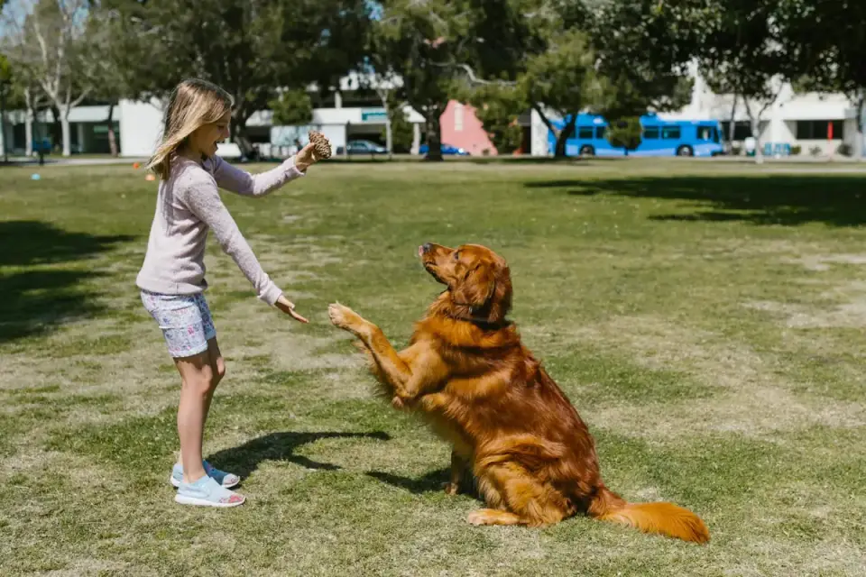Older dog with an owner in a park