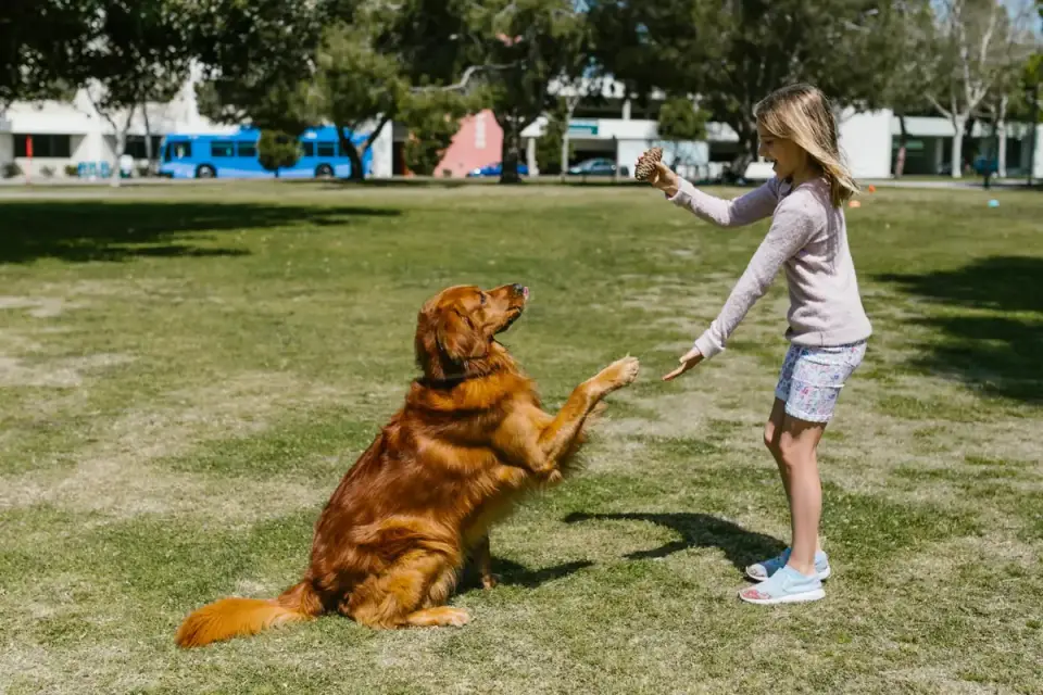 Older dog with an owner in a park