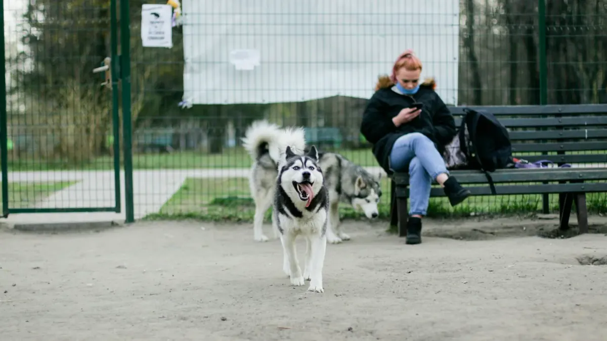 Older dog with an owner in a park