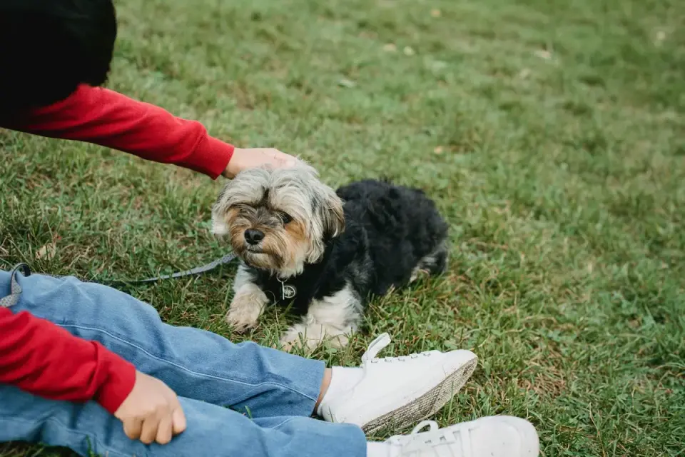 Owner helping a senior dog