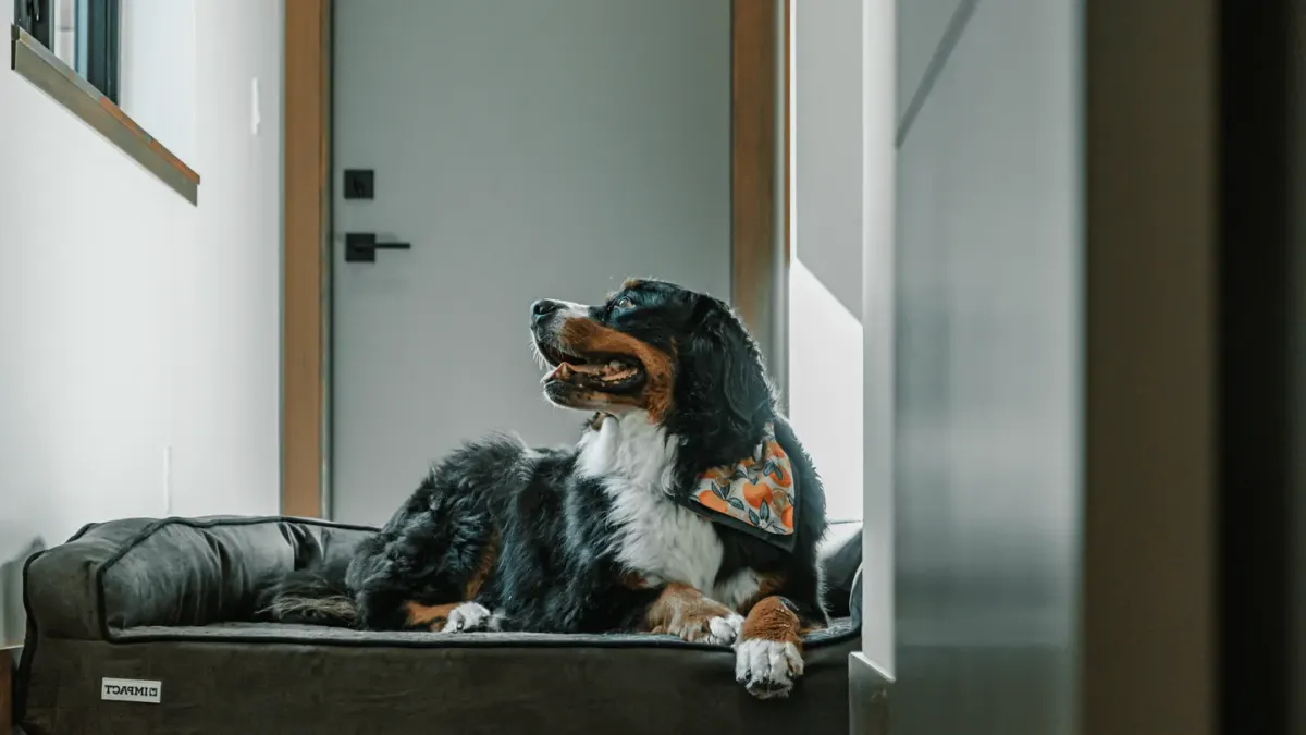 Senior dog resting at home