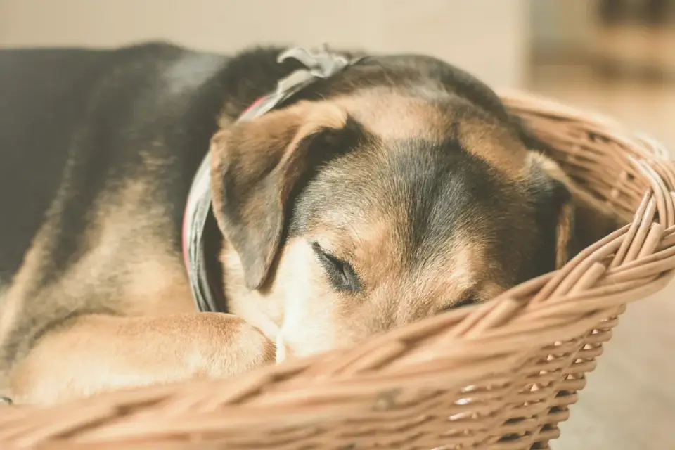 Senior dog resting at home