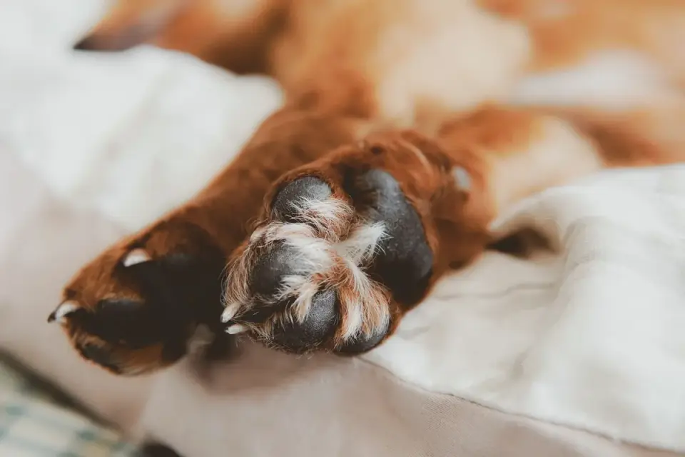 Senior dog resting at home