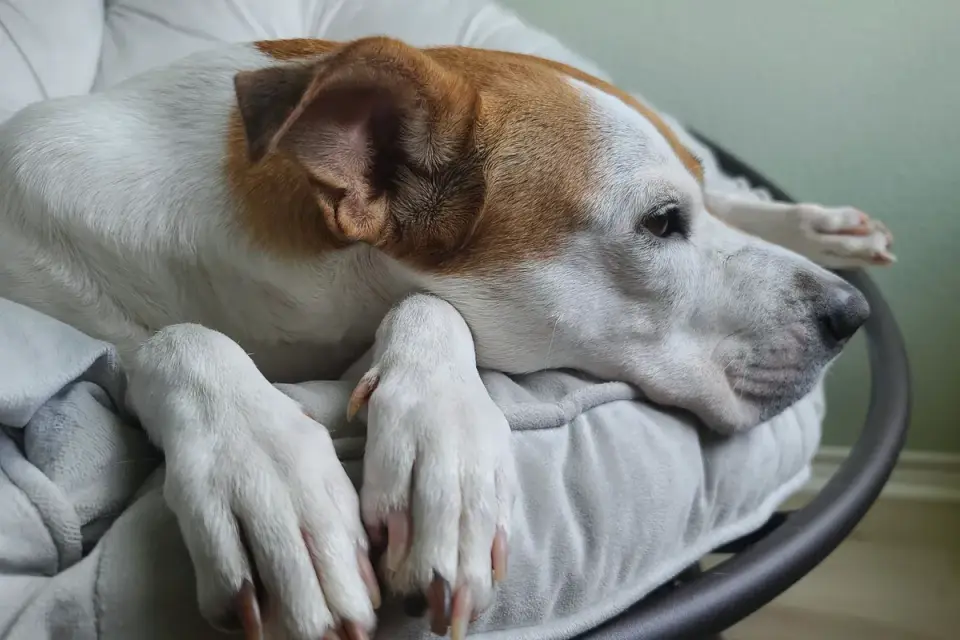 Senior dog resting at home