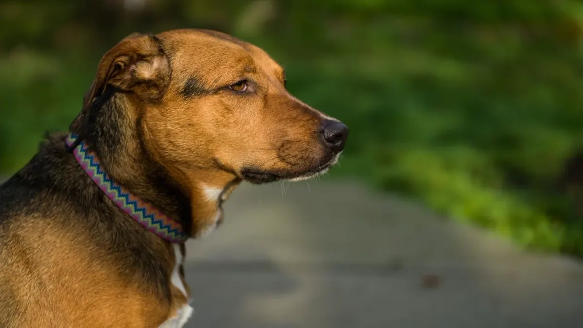 Senior dog walking slowly