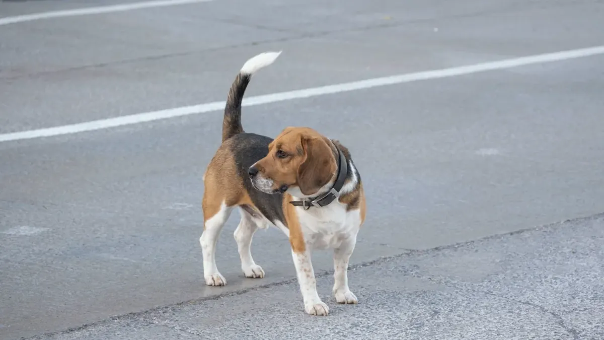 Senior dog walking slowly