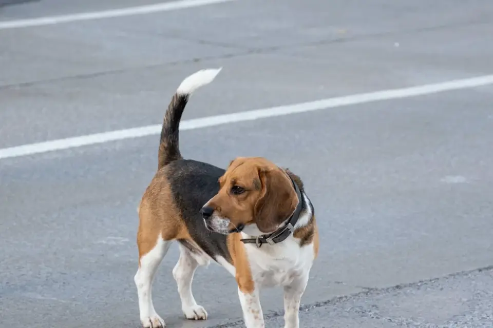 Senior dog walking slowly
