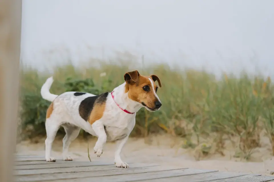 Senior dog walking slowly