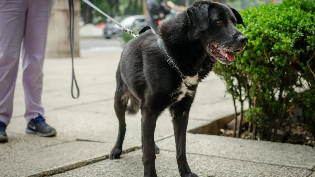 Senior dog walking with an owner