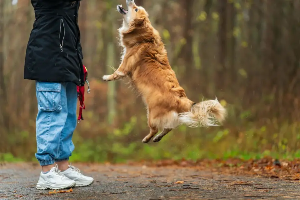 Senior dog walking with an owner