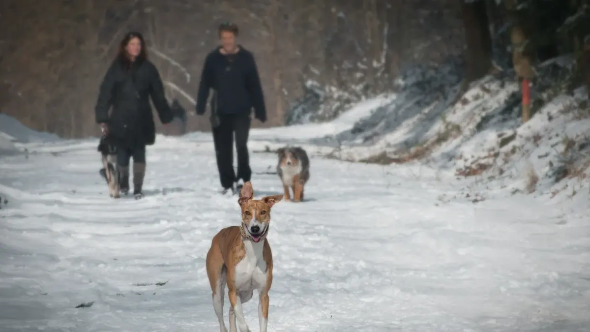 Senior dog walking with an owner