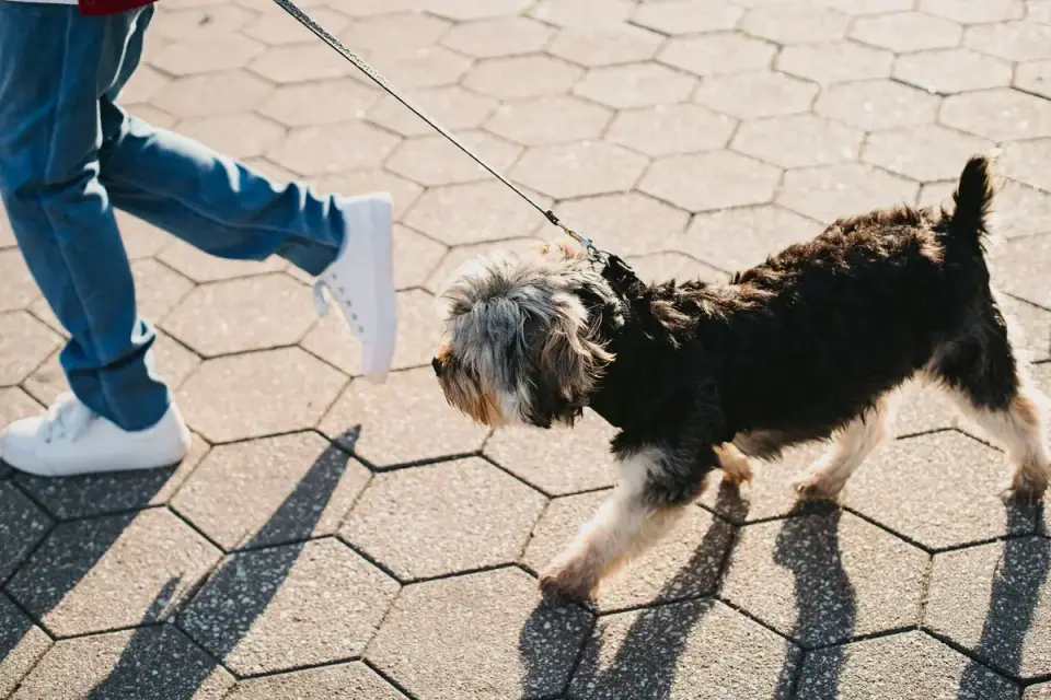 Senior dog walking with an owner