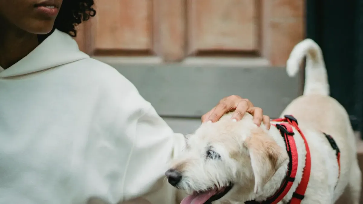 Senior dog walking with an owner