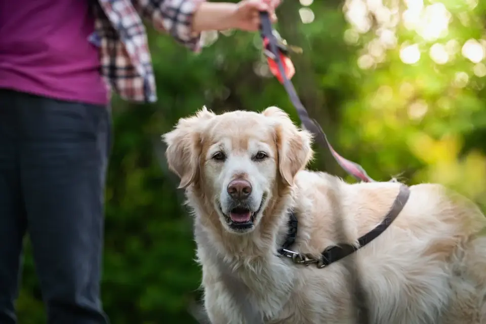 Senior dog walking with an owner